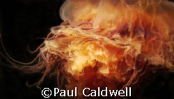 Puget Sound Lion's Mane Jellyfish by Paul Caldwell 